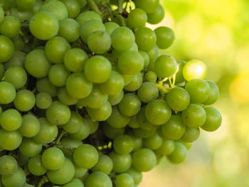 Close-up of grapes in vineyard