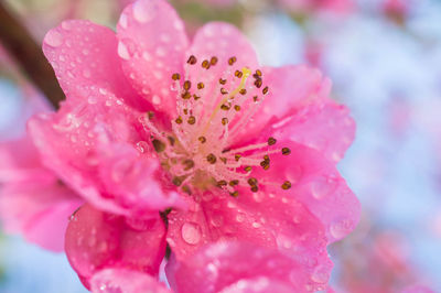 Close-up of wet pink flower