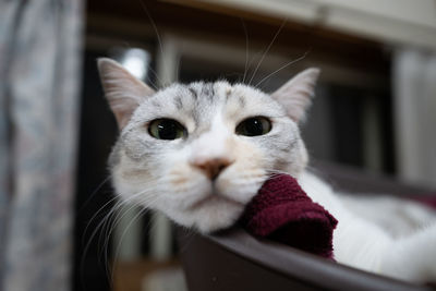 Close-up portrait of cat at home