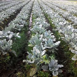 View of plants in field