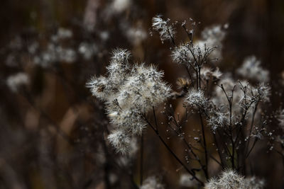 Close-up of white flowering plant