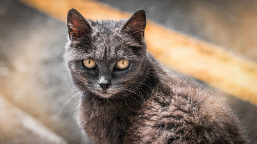 Close-up portrait of black cat