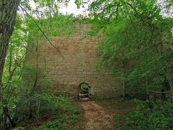 Plants growing on old wall in forest