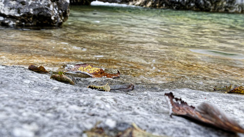 Close-up of crab on rock