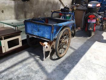 High angle view of dog standing under luggage cart parked by wall on road