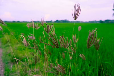 Close-up of flowering plants on field against sky