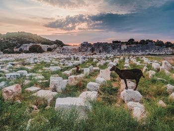 Panoramic view of a rock against sky with goats