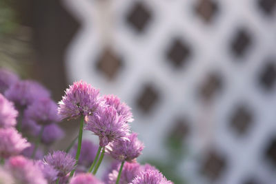 Close-up of purple flowering plant