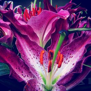 Close-up of pink day lily blooming outdoors