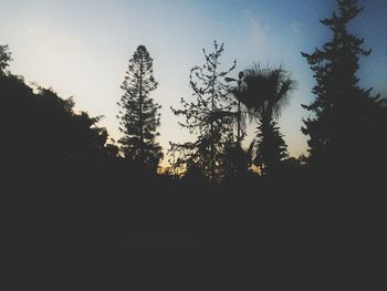 Silhouette of plants against clear sky