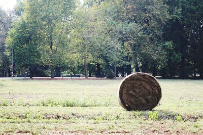 Hay bales on field