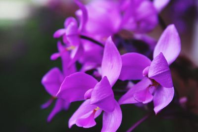 Close-up of flowers blooming outdoors