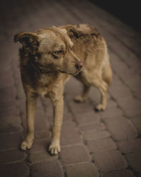 Dog looking away on street