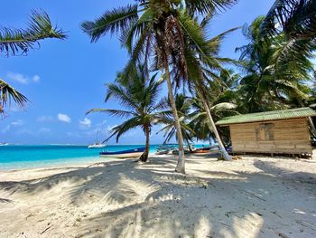 Palm trees on beach against blue sky