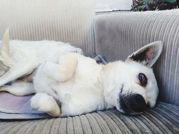 Portrait of dog lying down on sofa