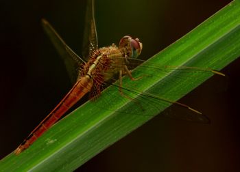 Close-up of caterpillar on plant