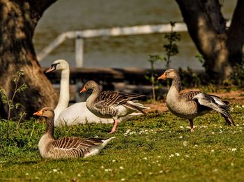 Ducks in lake