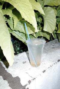 Close-up of drink on plant