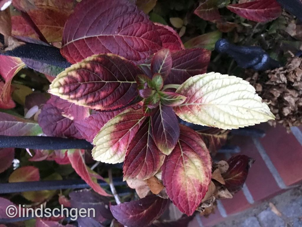 growth, beauty in nature, plant, close-up, freshness, no people, nature, plant part, leaf, flowering plant, flower, day, vulnerability, fragility, petal, high angle view, focus on foreground, outdoors, inflorescence, flower head, leaves