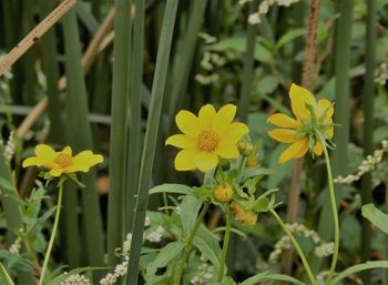 Close-up of yellow flowers blooming outdoors