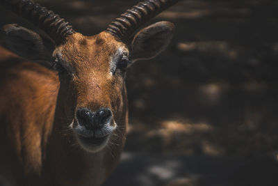 Close-up portrait of deer in forest