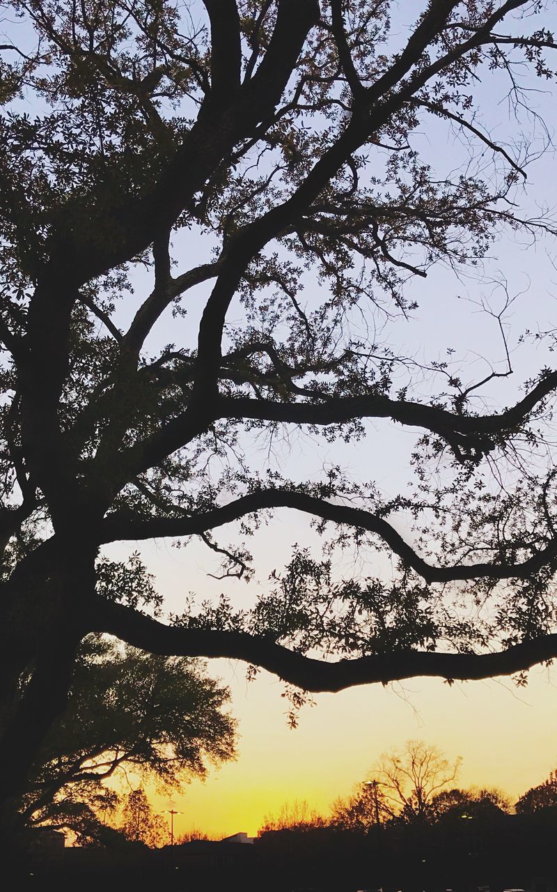 tree, nature, sky, beauty in nature, low angle view, sunset, no people, tranquility, silhouette, outdoors, scenics, backgrounds, branch, day