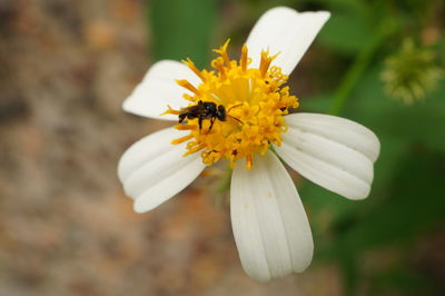 Close-up of insect on yellow flower