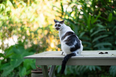 Cat sitting on wooden table