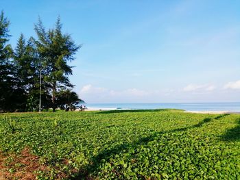 Scenic view of agricultural field against sky