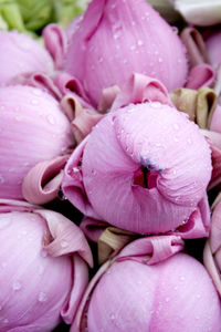 Macro shot of water drops on pink flower