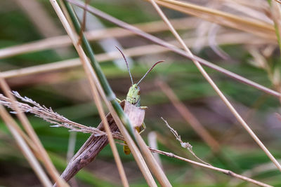 Close-up of wilted plant