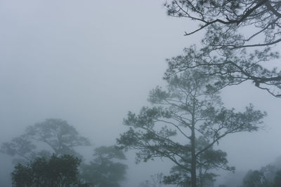 Low angle view of trees against sky