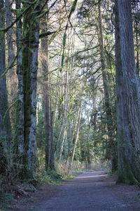 Dirt road amidst trees in forest