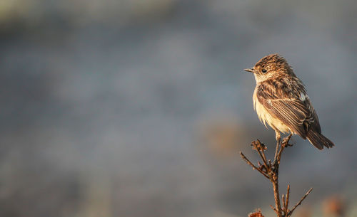 Close-up of bird perching outdoors