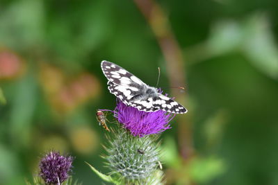 Close-up of butterfly on purple flower