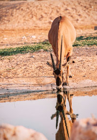 Thirsty oryx
