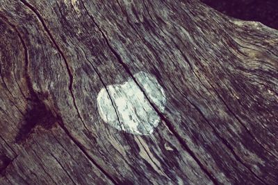 Full frame shot of tree trunk