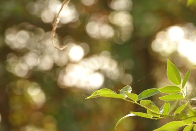 Close-up of plant leaves
