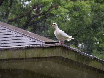 Seagull perching on a roof