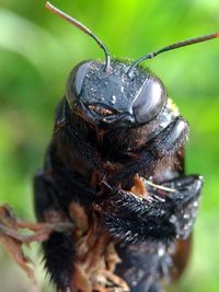 Close-up of insect