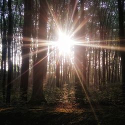 View of trees in forest