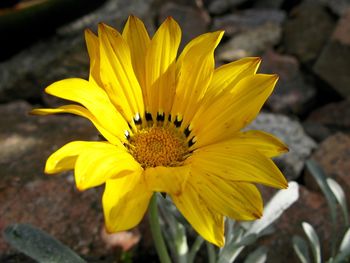 Close-up of yellow flower