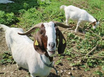 Portrait of white horse