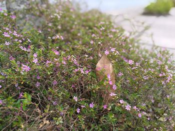 Close-up of purple flowers