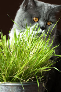 Close-up of cat by potted plant