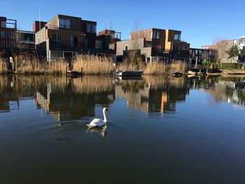 Swans on lake against sky