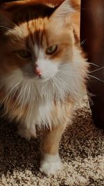 Close-up portrait of a cat