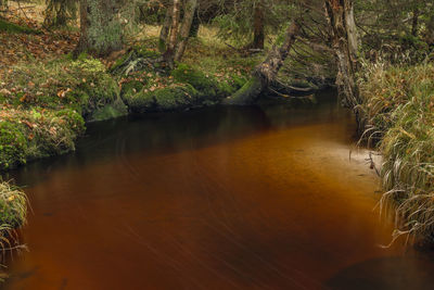 Scenic view of lake in forest