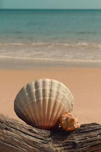 Close-up of seashell on beach