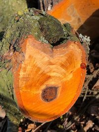 Close-up of tree stump on field